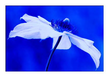 Blue Clematis 3